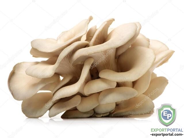 Mushrooms Mushrooms Mushrooms Mushrooms Mushrooms Mushrooms