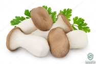 Mushrooms Mushrooms Mushrooms Mushrooms Mushrooms Mushrooms